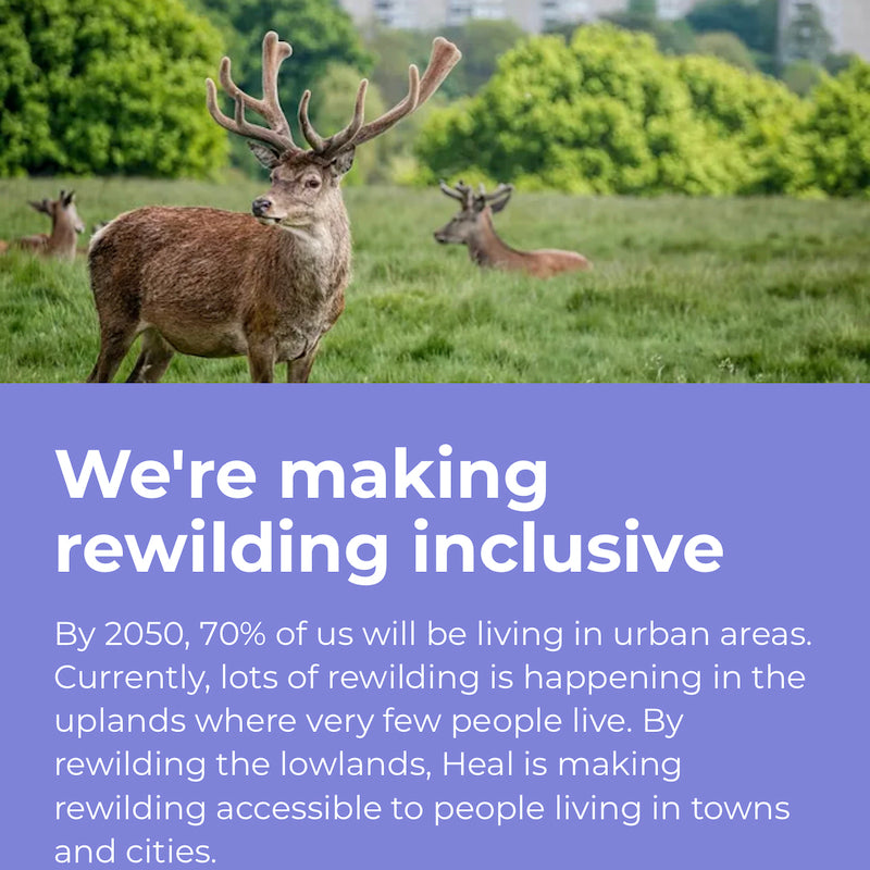 A noble stag stands in the foreground with two deer behind him, they are in a field with vibrant green grass, enclosed by trees whose leaves are plump from plenty of rain. The image is part of a graphic from the charity Heal which states 'We're making rewilding inlcusive. By 2050, 70% of us will be living in urban areas. Currently, lots of rewilding is happening in the uplands where very few people live. By rewilding the lowlands, Heal is making rewilding accessible to people living in towns and cities.